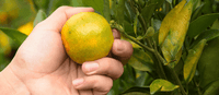 Protects the body from oxidative stress